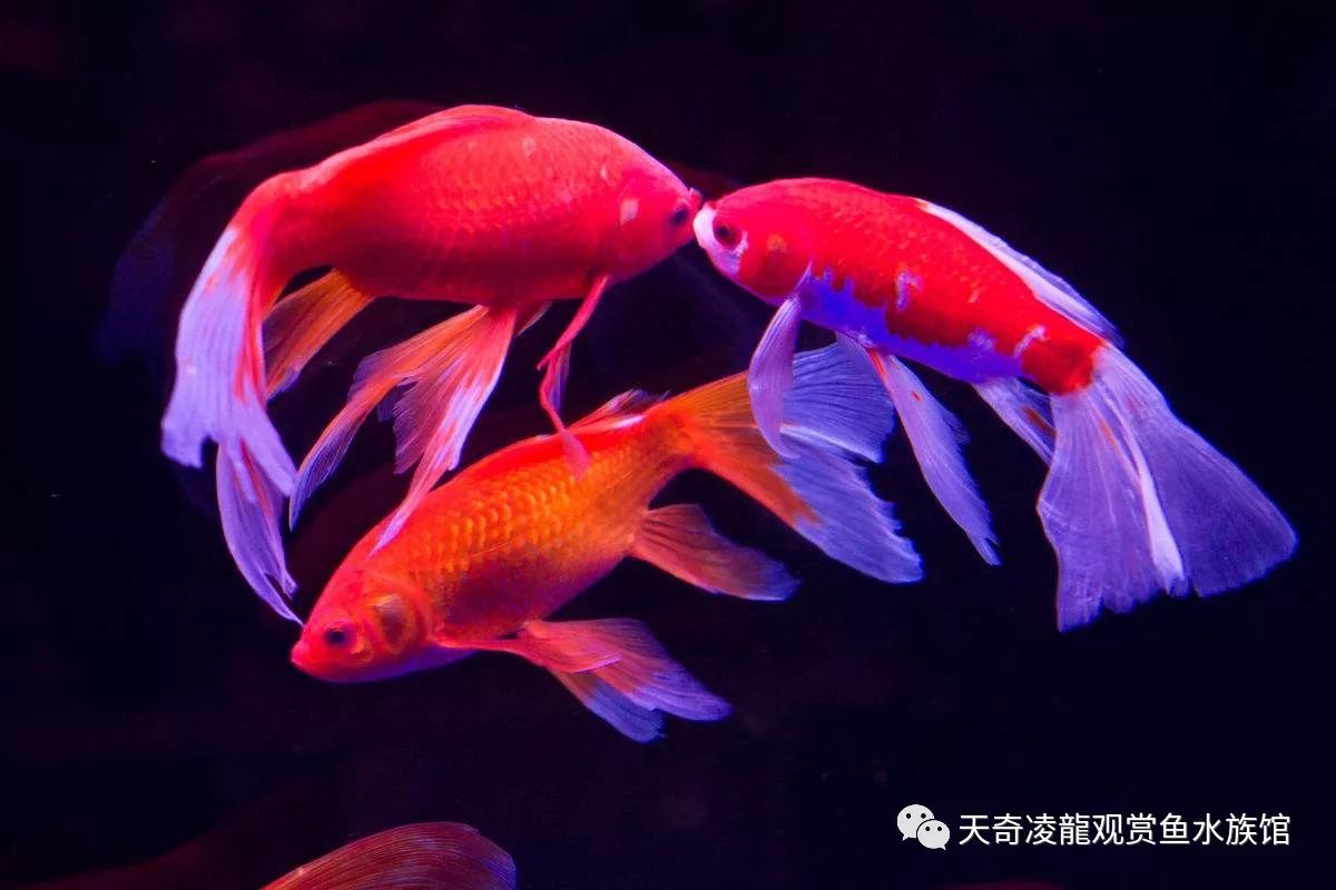 鱼为什么会得寄生虫,鱼有寄生虫需要单独治疗吗