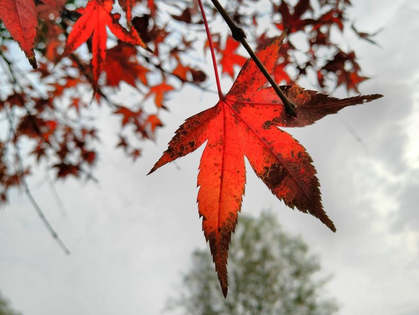 坚果PRO2测评,坚果pro2开不了机