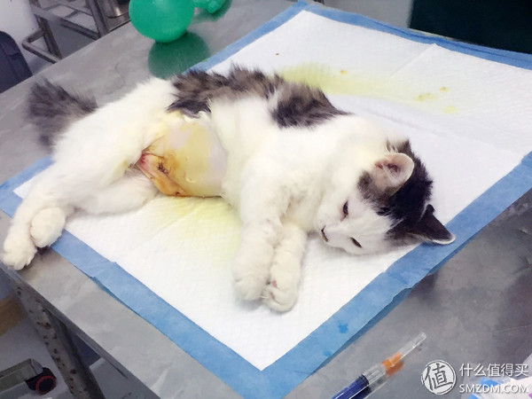 捡到的猫咪要不要归还给原主子,捡到一只流浪猫要注意事项