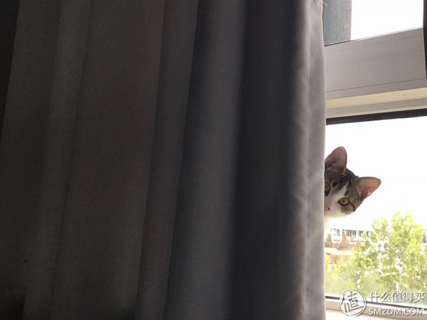 捡到的猫咪要不要归还给原主子,捡到一只流浪猫要注意事项