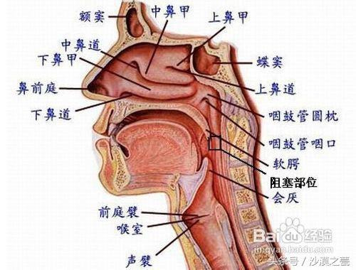 晚上睡觉打鼾治疗方法,晚上睡觉打鼾的治疗办法