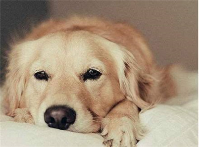 怎么改掉金毛拆家的毛病,如何改掉金毛乱拉的毛病