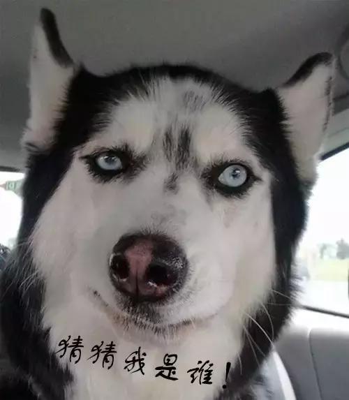 不是所有雪橇犬都像“二哈”这么贱
