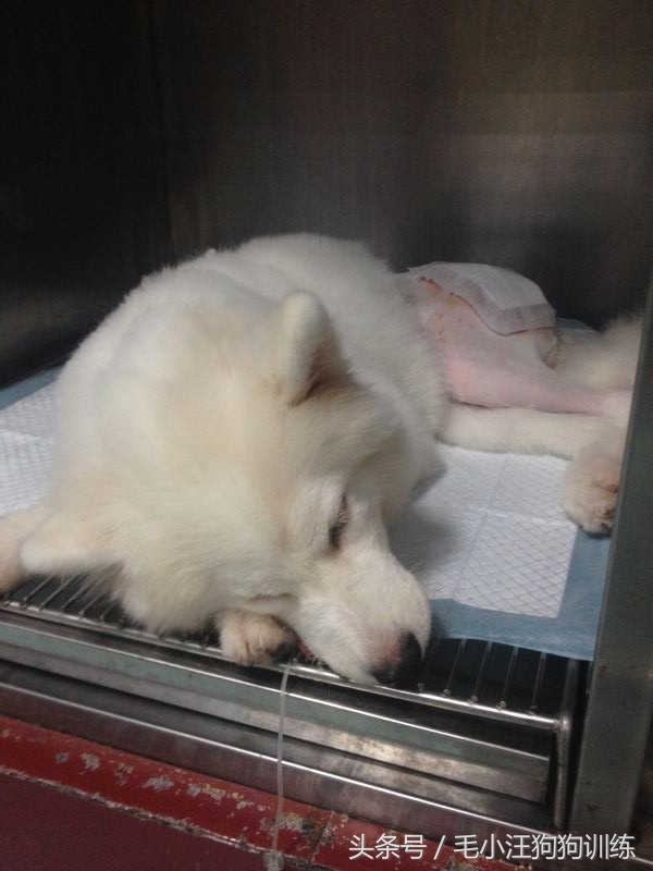 先天性疾病萨摩耶,小萨摩耶得了犬瘟和细小