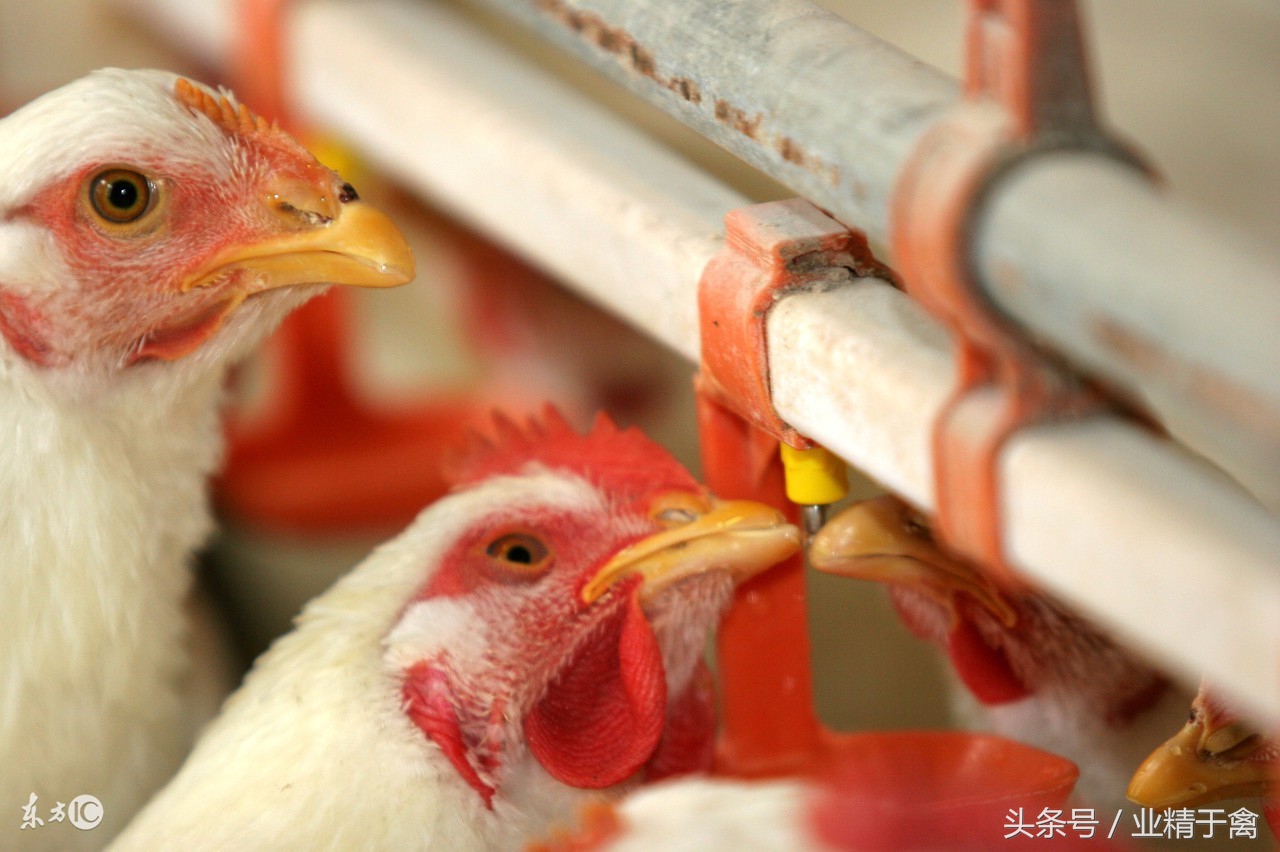 黄羽肉鸡价格行情今日报价,今日毛肉鸡价格最新报价