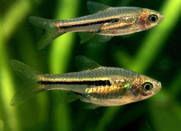 灯鱼科小型好养殖的热带鱼,三角灯鱼小型观赏鱼