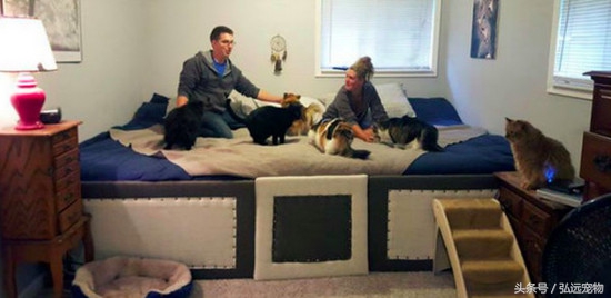 狗狗喜欢睡床的理由是这样的。。。