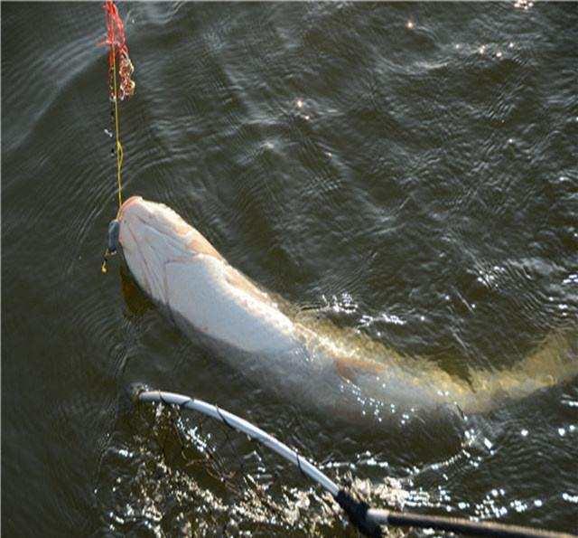 中药泡钓鱼药酒配方大全,一支自制钓鱼药酒配方大全