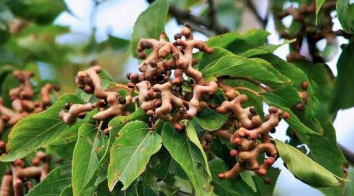 骨骼清奇怎么样,骨骼清奇的东西