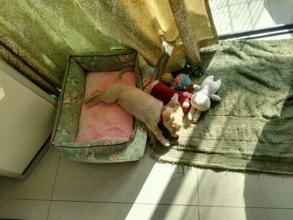 得了细小的狗狗治愈后,小土狗得了细小见到主人摇尾巴