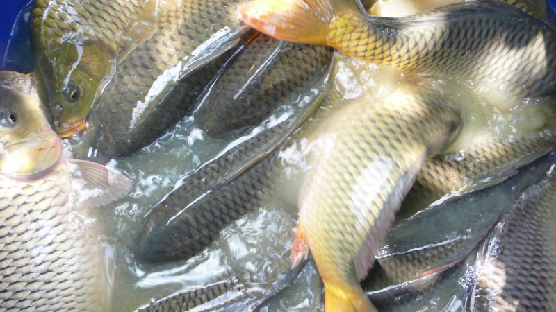 来肇庆端州旅游去哪玩,去肇庆市旅游带什么手信