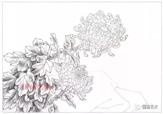 工笔菊花画法步骤示范,工笔菊花设色步骤