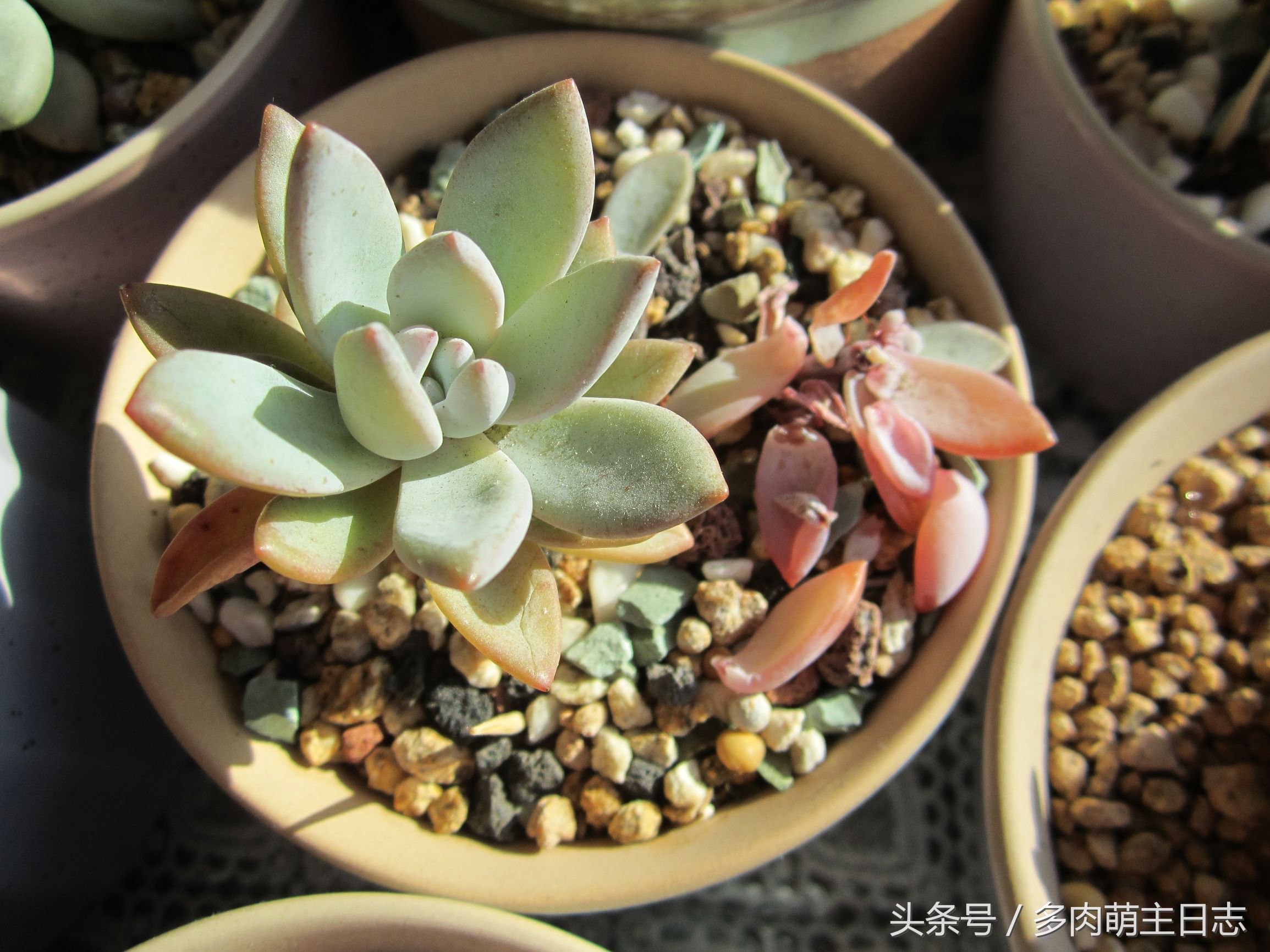 一个半月没回家多肉会怎样,出了趟远门就带了多肉回来