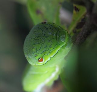 全都太有才了！NGA论坛水友集体COSPLAY魔兽世界技能图标