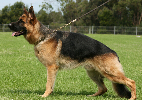 犬种百科之捷克狼犬,德国牧羊犬百科简介