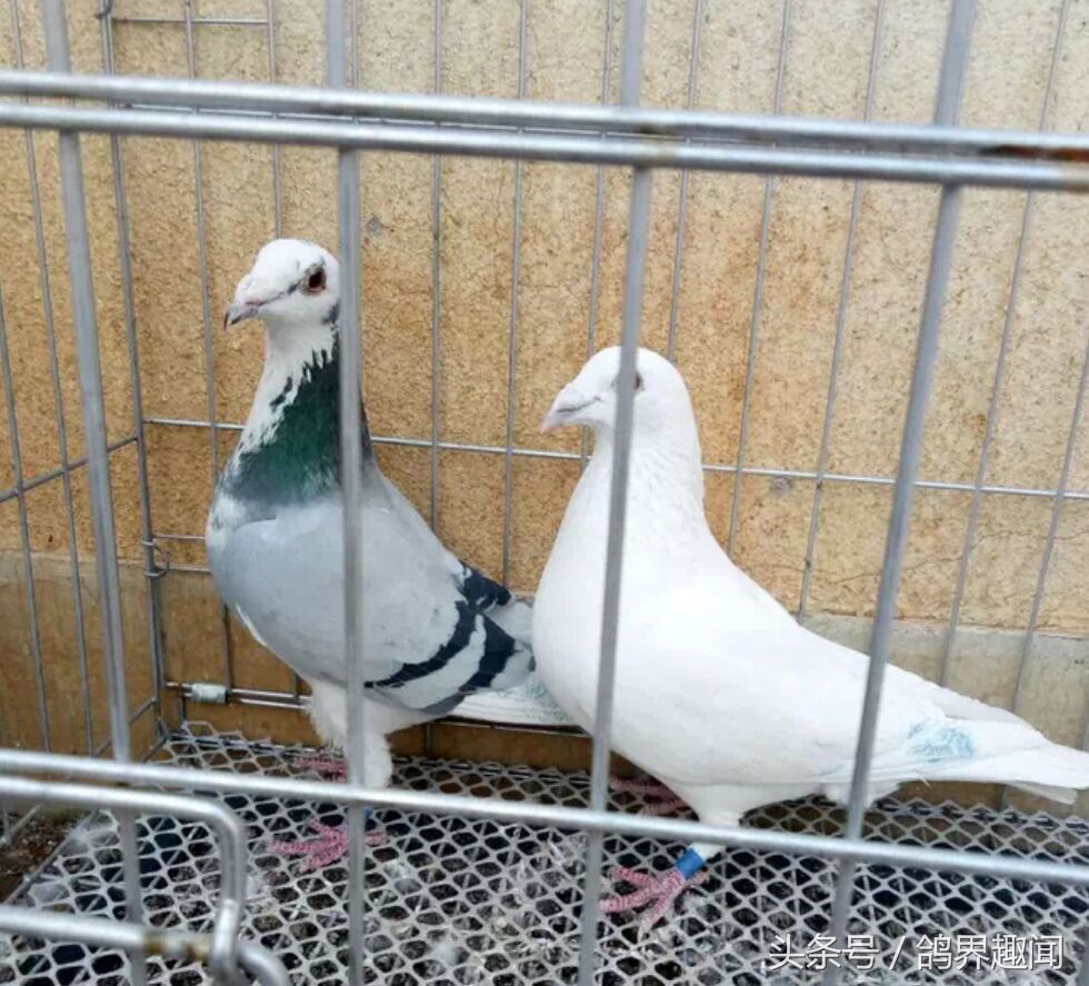 造成种鸽不下蛋的因素有哪些,母鸡不产蛋原因及解决方法