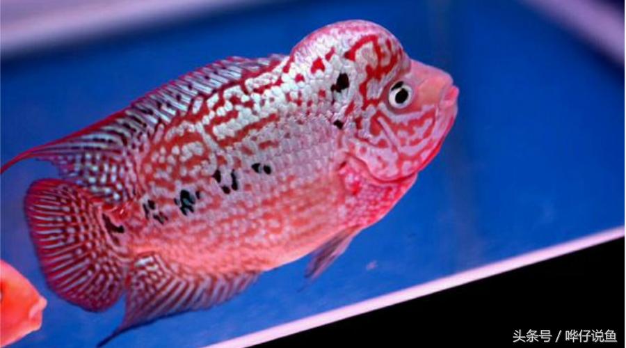 最经典的罗汉鱼,奇特罗汉鱼