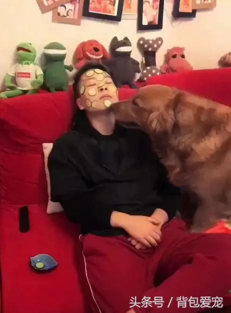 狗与面膜不可兼得，看到主人敷面膜...汪星人夺门而逃！