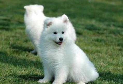 怎么预防萨摩耶掉毛,萨摩耶怎么预防感冒