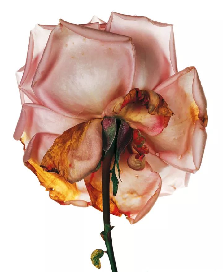 欧文佩恩摄影大师,欧文佩恩高清大图