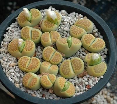 生石花怎么养才会开花快一点,多肉生石花介绍怎么养护会开花