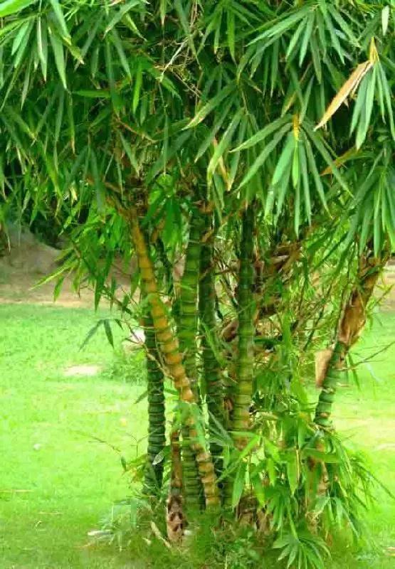 罗汉竹盆景修剪造型,罗汉竹盆景怎么养护和修剪