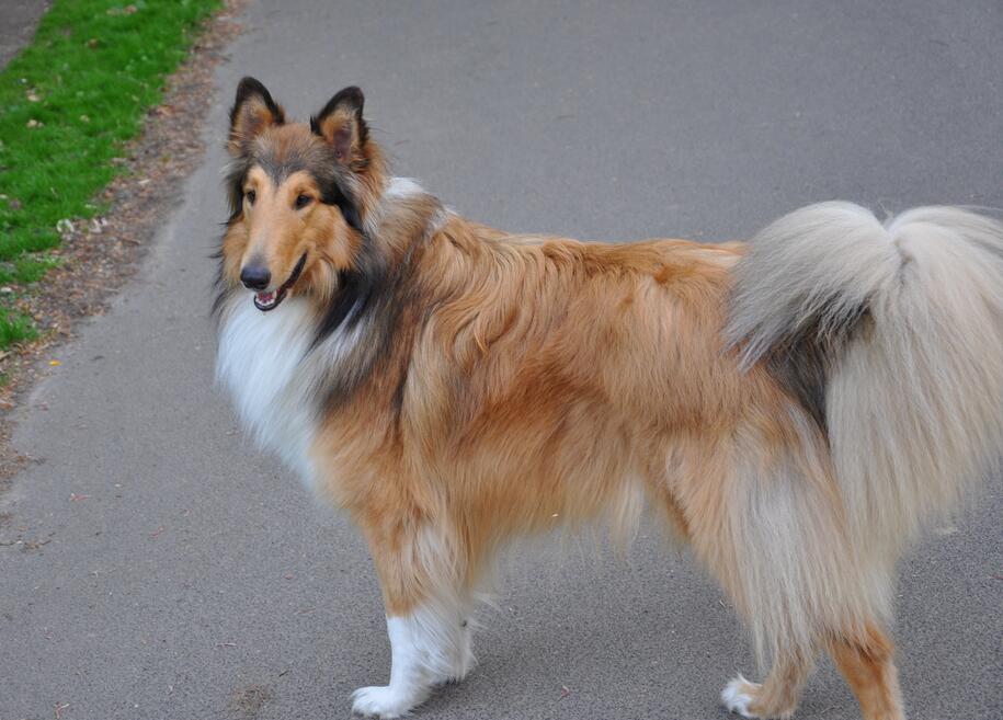 犬类百科德国牧羊犬,犬种百科之安纳托利亚牧羊犬