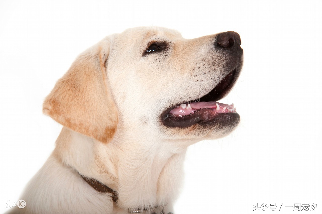 怎么预防拉布拉多耳炎,拉布拉多感冒吃板蓝根行吗