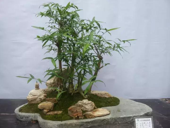 罗汉竹盆景修剪造型,罗汉竹盆景怎么养护和修剪