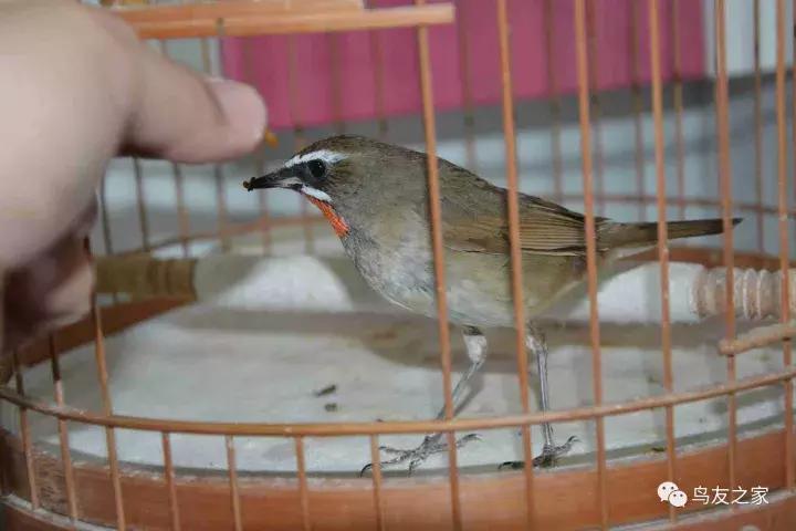 闲聊养鱼技巧大全,闲聊冬季野钓