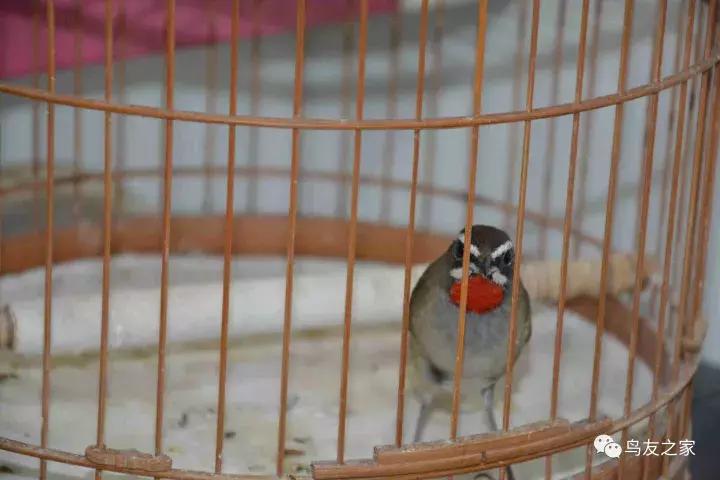 闲聊养鱼技巧大全,闲聊冬季野钓