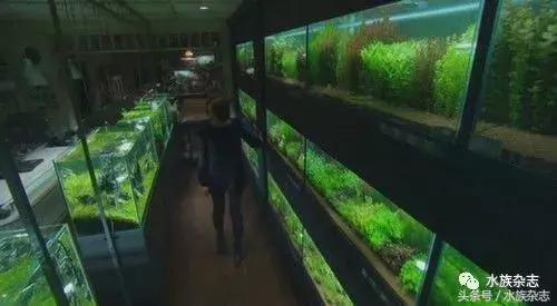 水族电影科幻,水族剧情视频