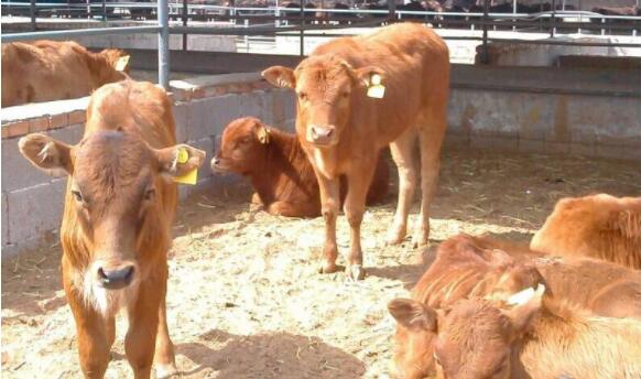 奶牛子宫脱出容易破裂吗,母牛产道脱出治疗方法