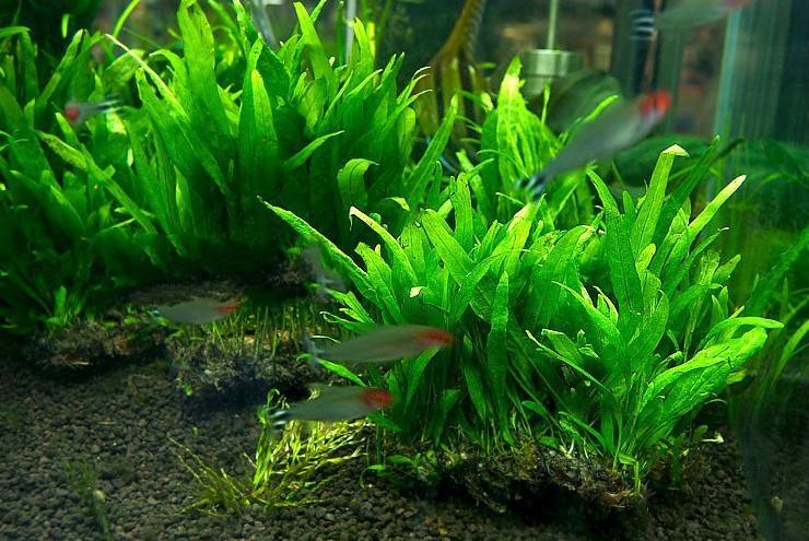 草缸造景中景草怎样选,草缸水草造景教学视频