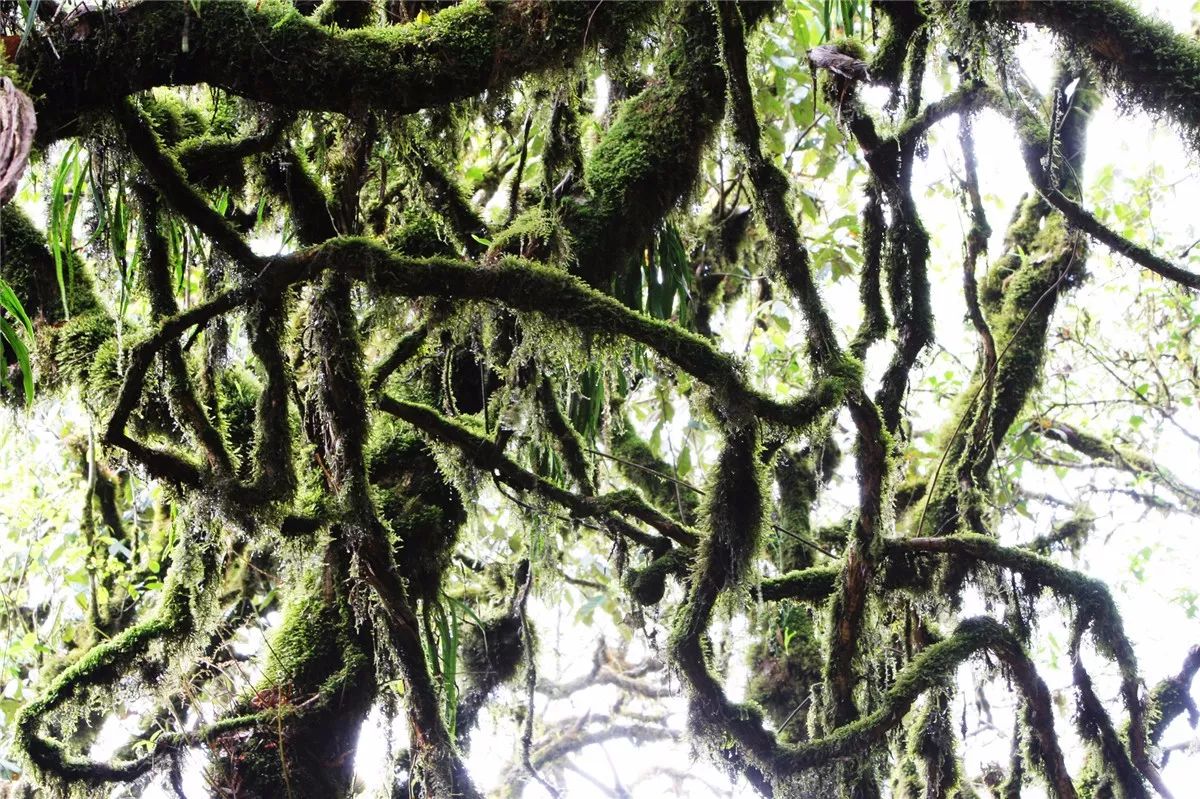 芒市黑河老坡沿途自然风景,芒市苤菜坝和黑河老坡一样吗