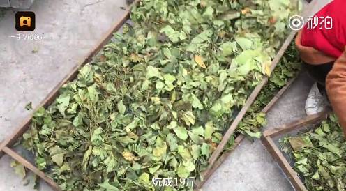 农村这种野货一斤能卖4000元,300元一斤农村常见的东西每家都有