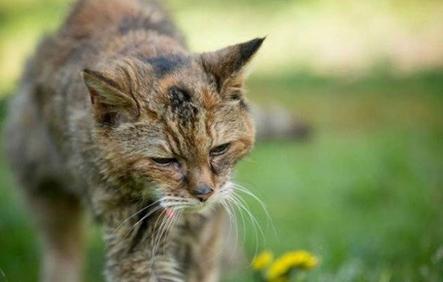 世上最老的猫是什么猫,世界上最老的猫吉尼斯世界纪录