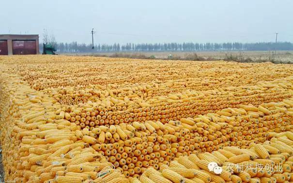 适合农村创业的小本点子,12个适合农村创业的小本项目