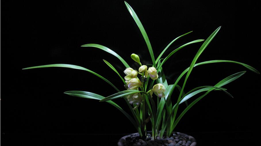 迎春时节兰花开,春天正是兰花盛开时节