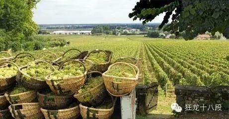 著名雷司令,雷司令世界排名