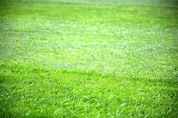 建业足球主场草皮,河南建业主场草皮翻新视频