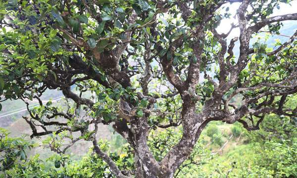 冰岛黄金叶为什么有烟熏味,冰岛老寨黄金叶口感缺点