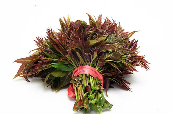 椿芽的最佳吃法,椿芽的十种吃法