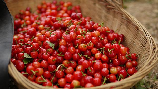 米易樱桃和凉山小樱桃,攀枝花米易黄草小樱桃