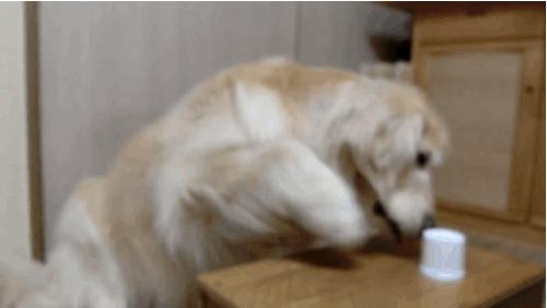 金毛贪吃的毛病都是惯出来的,金毛跟着主人爱贪吃怎么教