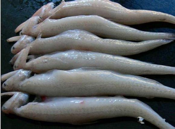 那些不认识的海鲜小干货,超级干货2022