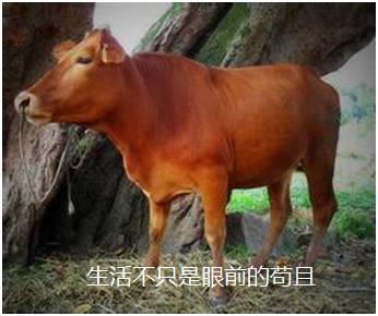 寒窗十载，不如黄牛一拍...怒摔！