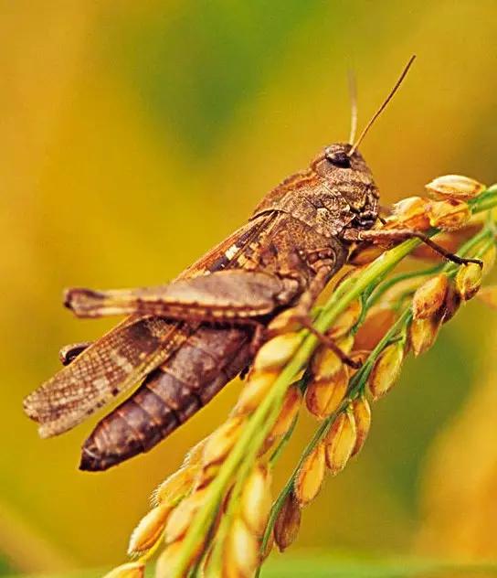 什么昆虫六条腿两个牙齿,什么是昆虫昆虫的定义是什么