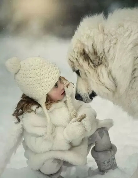 北极比利牛斯山大白熊,比利牛斯大白熊犬