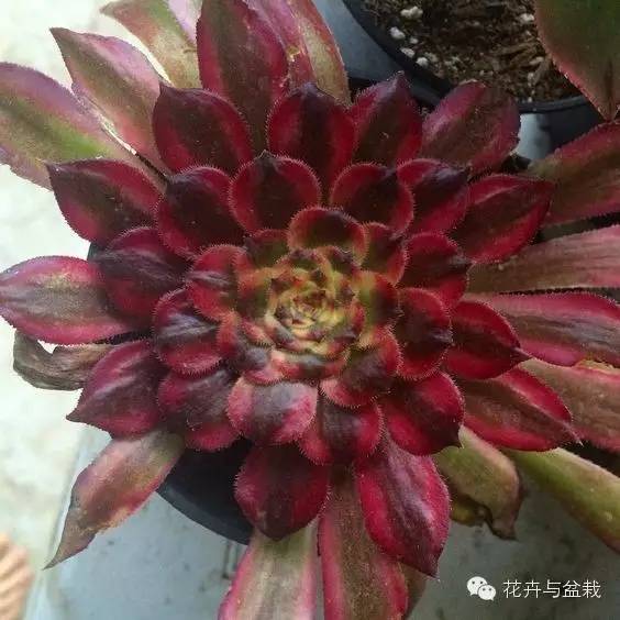 黑法师开花后怎么处理,黑法师花怎么养